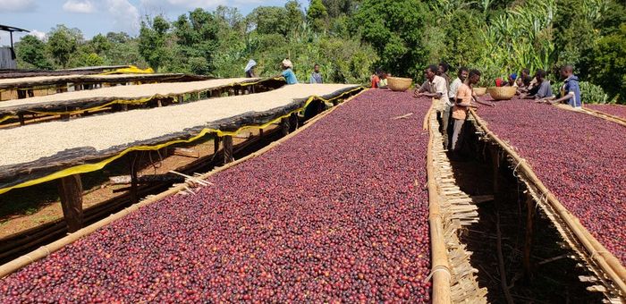 Guji Uraga Anaerobic natural