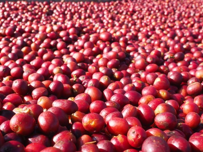 Worka Chelichele Gr.1