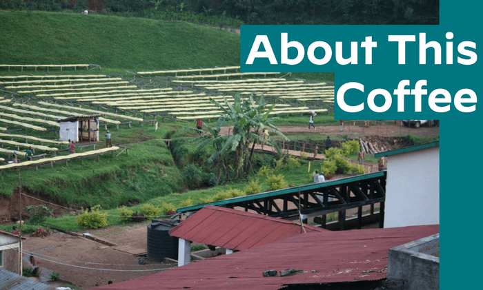 Butegana Cima Yeast WASHED