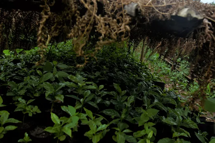 Guji Gerba Dogo Gr.1