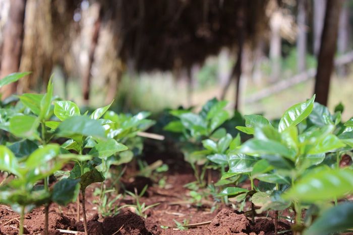 Idido Yirgacheffe Gr. 1