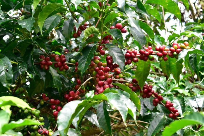Guji Uraga Anaerobic natural