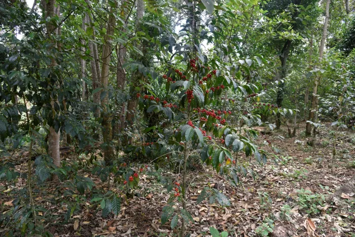 Guji Gerba Dogo Gr.1