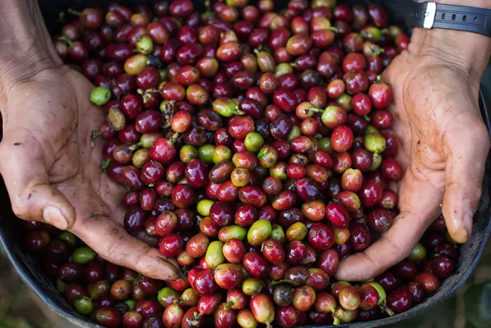 Huila Timana