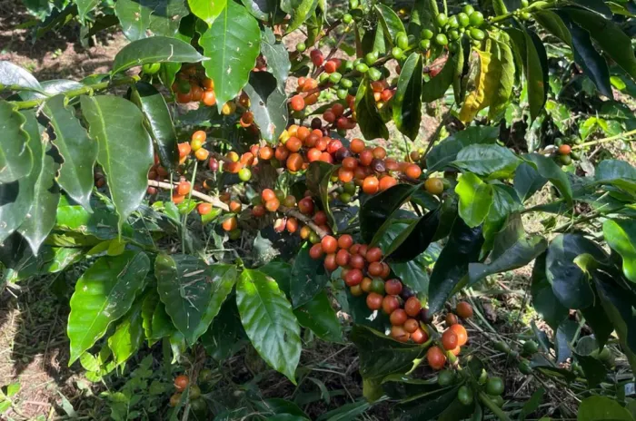 Huila Timana