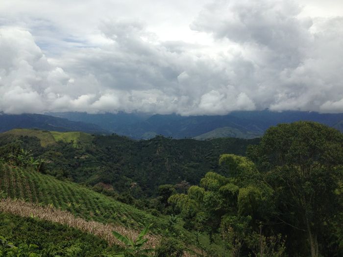 La Cedrela