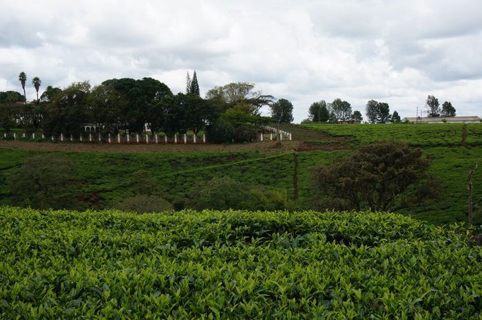 Cianda