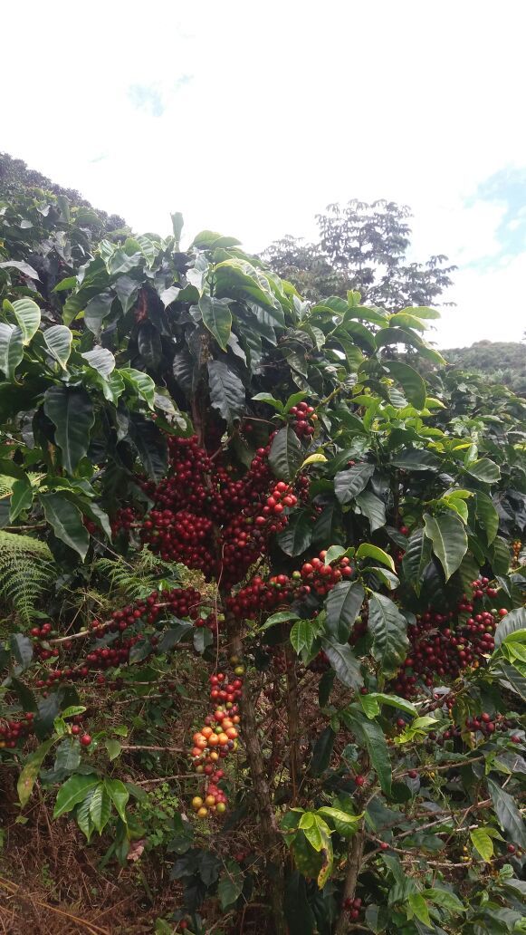 Eje Cafetero