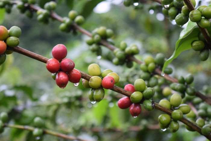 Eje Cafetero