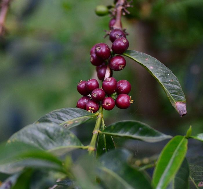 Worka Chelichele Gr.1