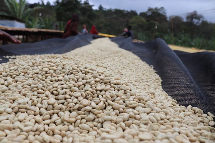 Hadeso Shakisso Gr. 1