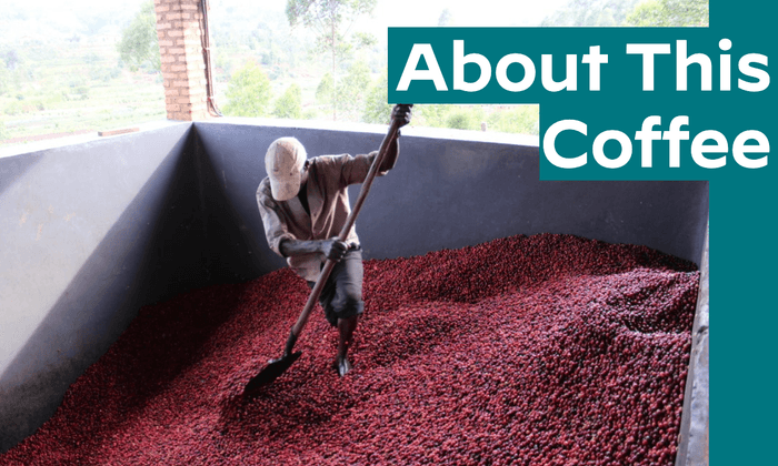 Nemba Intenso Yeast WASHED