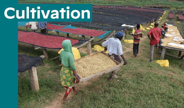 Nemba Intenso Yeast WASHED