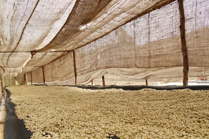 Hadeso Shakisso Gr. 1