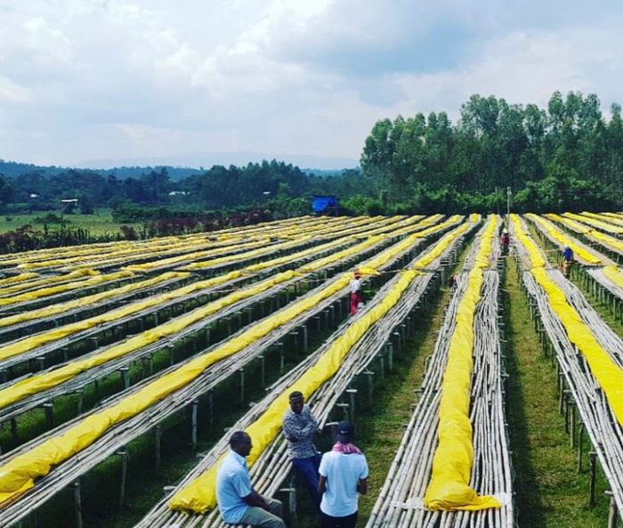 Idido Yirgacheffe Gr. 1