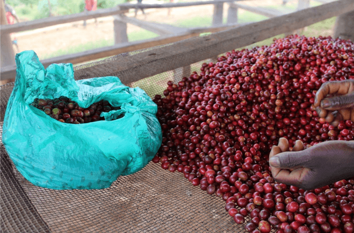 Nemba Intenso Yeast WASHED