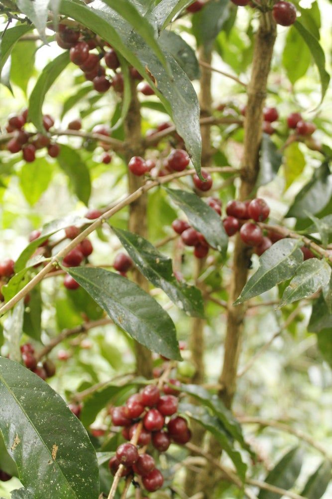 Worka Chelichele Gr.1