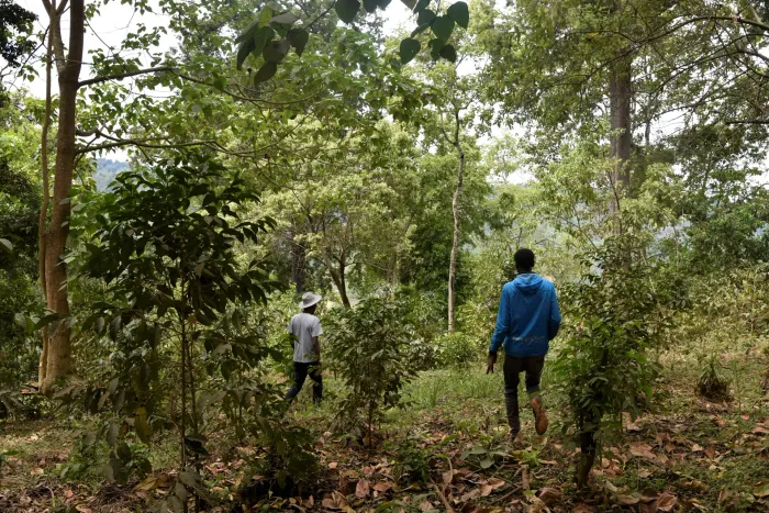 Guji Gerba Dogo Gr.1